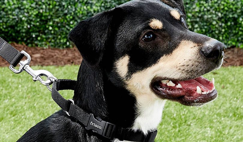 Best Dog Collars Of 2023