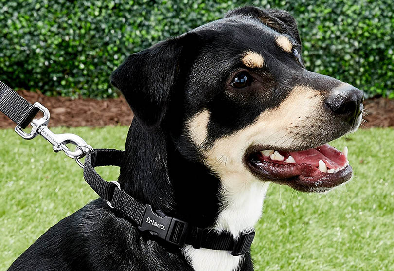 Best Dog Collars Of 2023