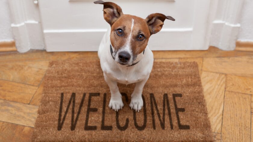 How to Train Your Dog to Behave Around Visitors Easy Tips for Calm and Friendly Greetings